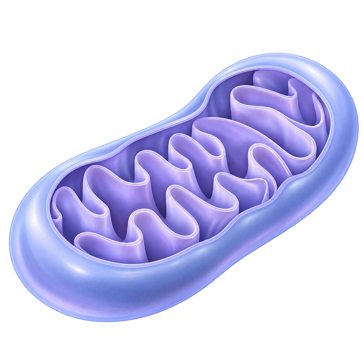 Illustration of a mitochondrion cut open: a smooth outer membrane around a deeply folded inner membrane (the cristae)